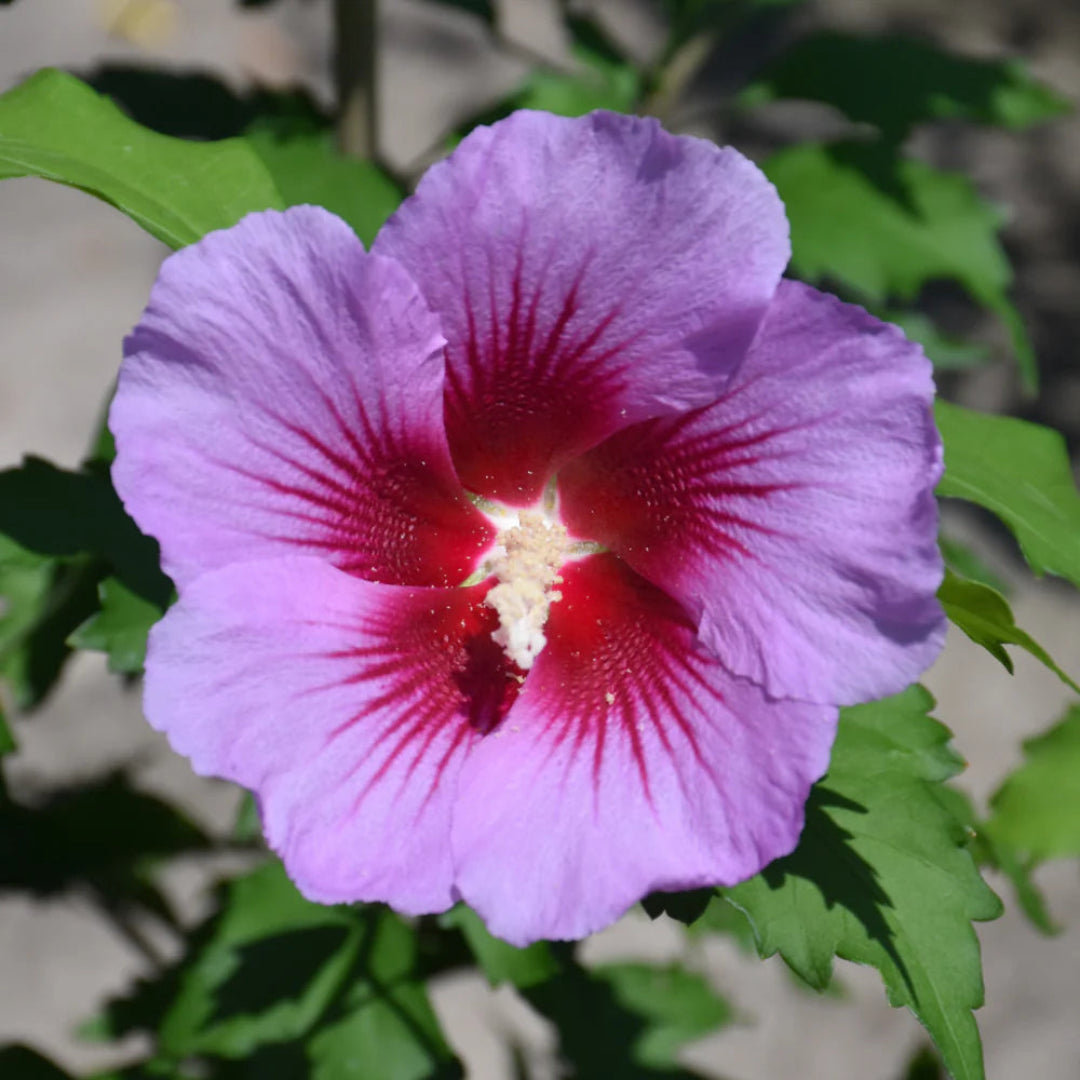Purple Pillar Hibiscus