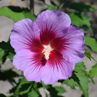Tall Purple Pillar hibiscus shrub in landscape planting