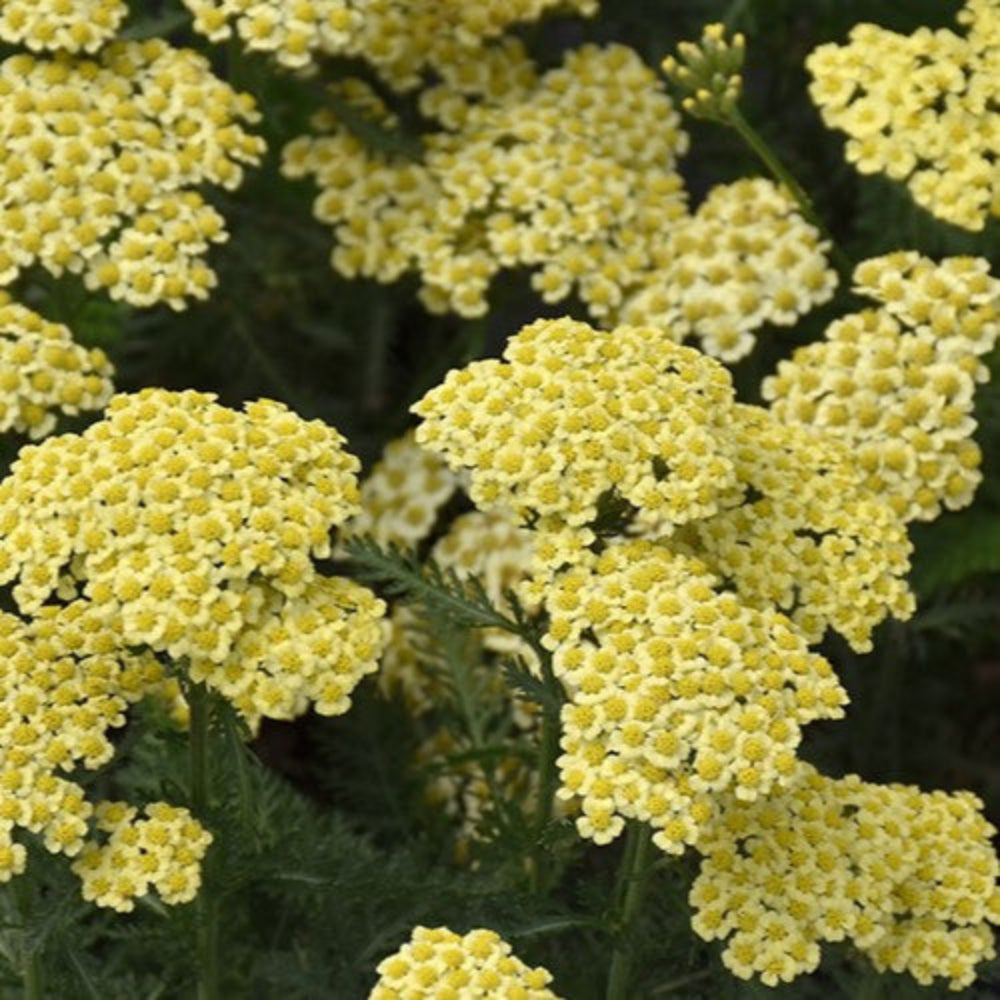 Achillea Millefolium Sunny Seduction Yarrow