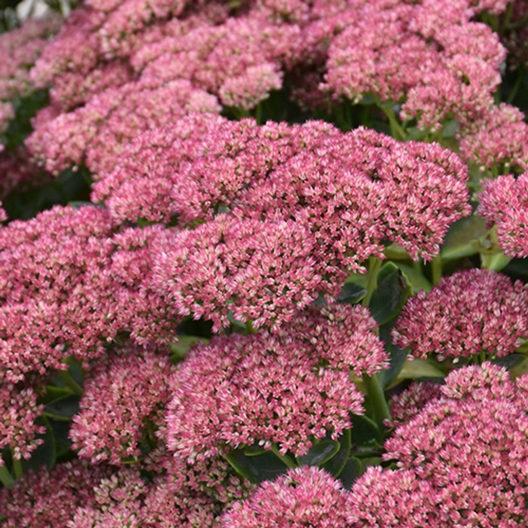 Sedum x &
