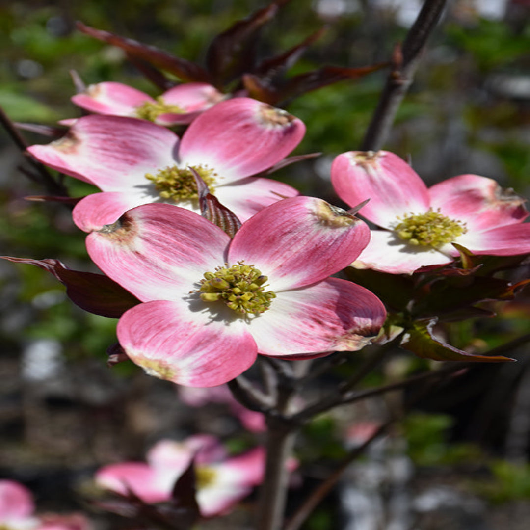 Coral Red Dogwood Trees