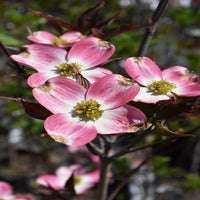 Bare Coral Red Dogwood tree showing red twigs