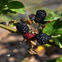 Prime Ark Traveler Blackberry