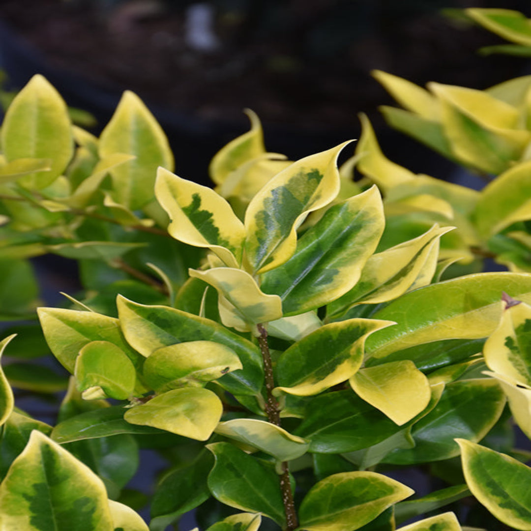 Buy Ligustrum Howardi Plants & Trees Online | Pixies Gardens