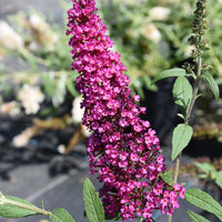 Li'l Rberry Butterfly Bush
