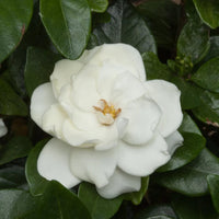 Crown Jewel Gardenia