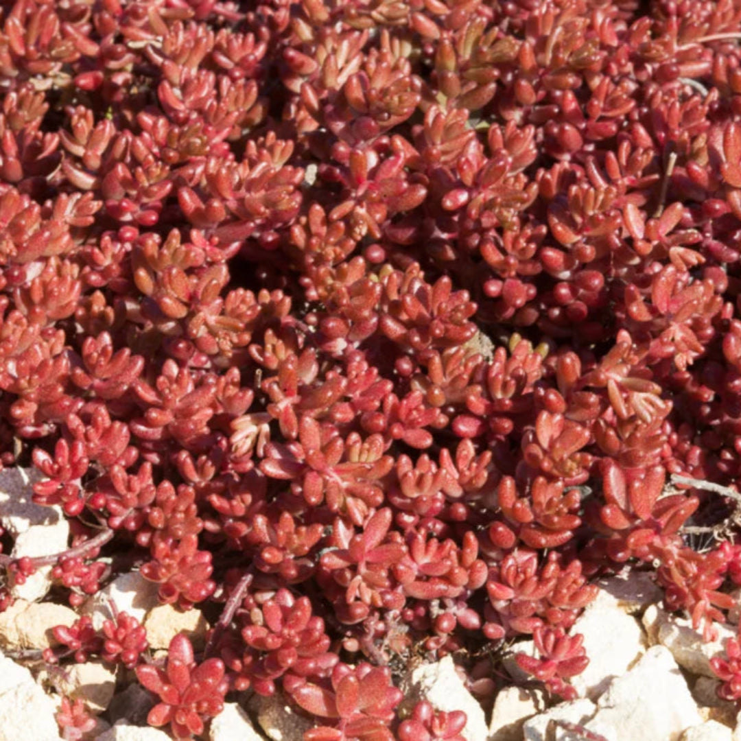 Sedum Album &