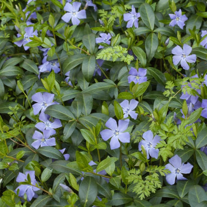 Vinca Minor plant in nursery pot ready for planting outdoor gardens
