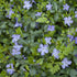 Vinca Minor plant in nursery pot ready for planting outdoor gardens