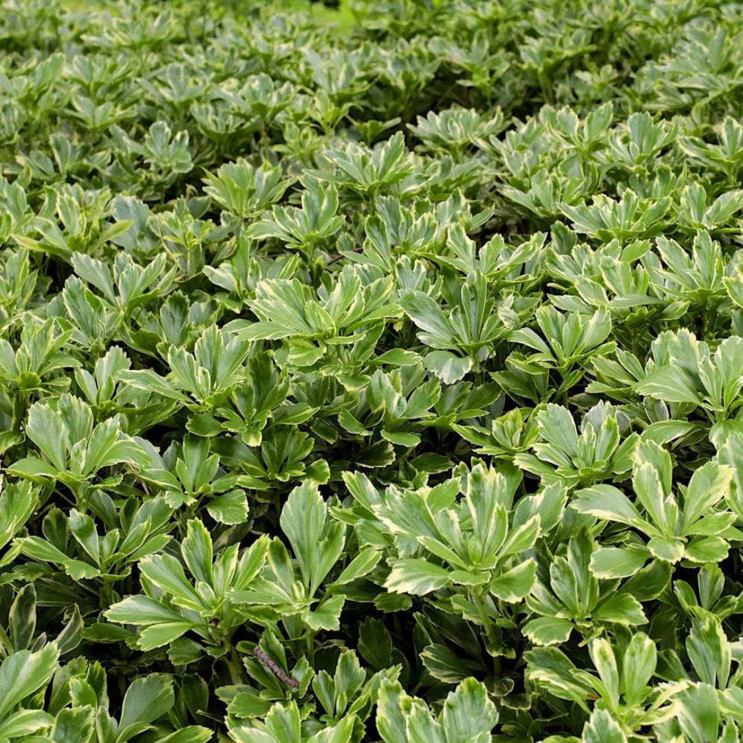 pachysandra plants fertilizer Buy Silver Edge Pachysandra – Variegated Evergreen Groundcover