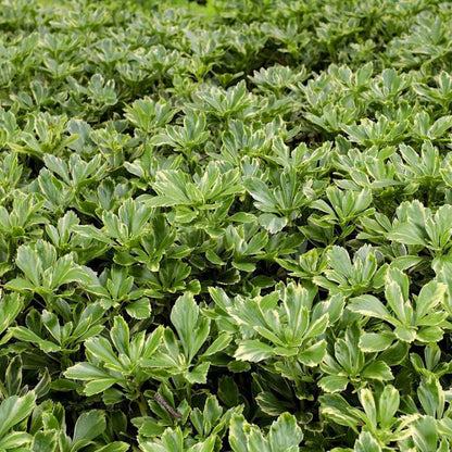 Pachysandra Terminalis Silver Edge plant cluster