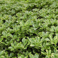 Pachysandra Terminalis Silver Edge plant cluster