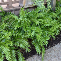 Japanese Holly Fern (Cyrtomium falcatum) - [EG]