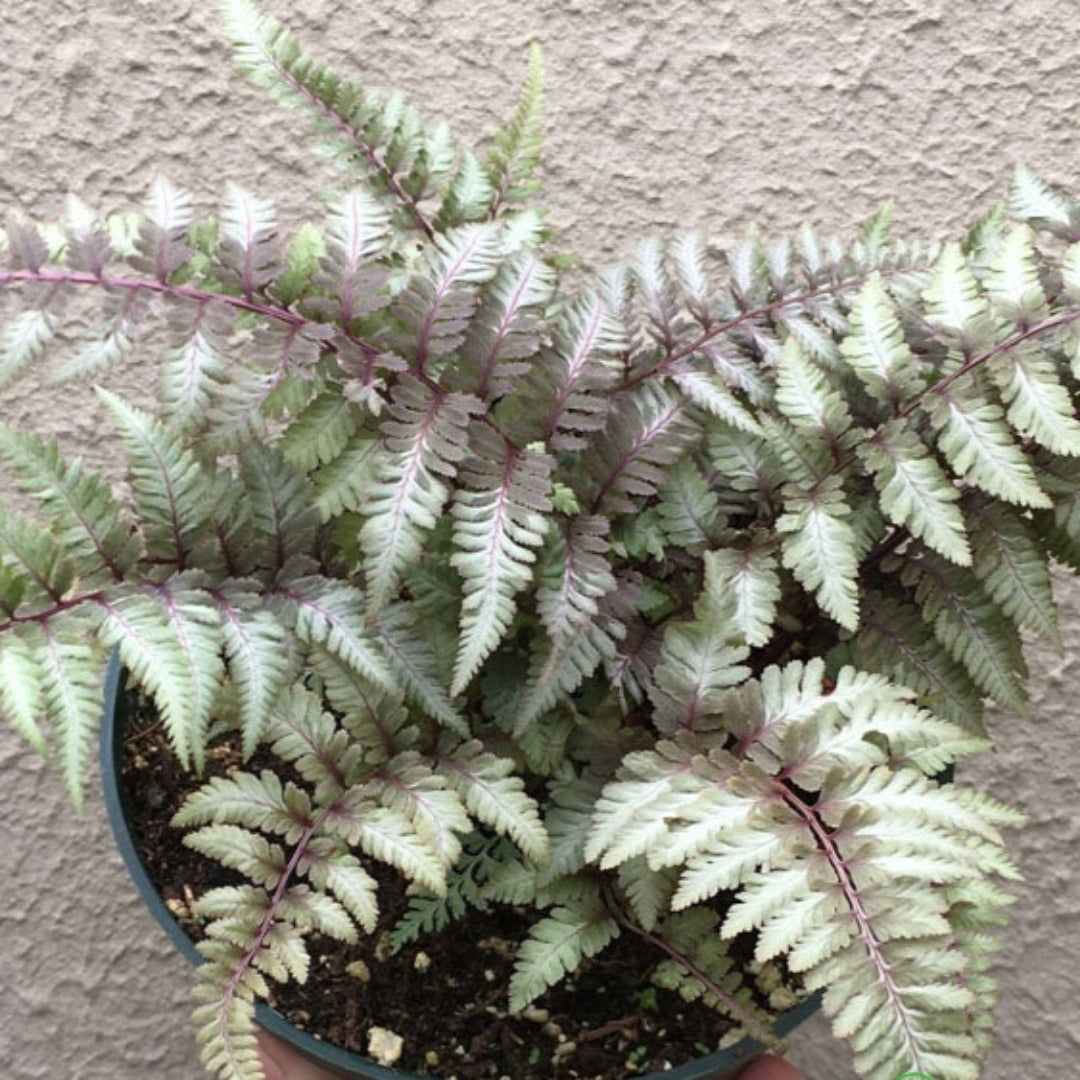 Japanese Painted Fern Multipack