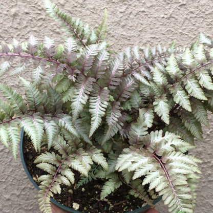 Japanese Painted Fern Multipack
