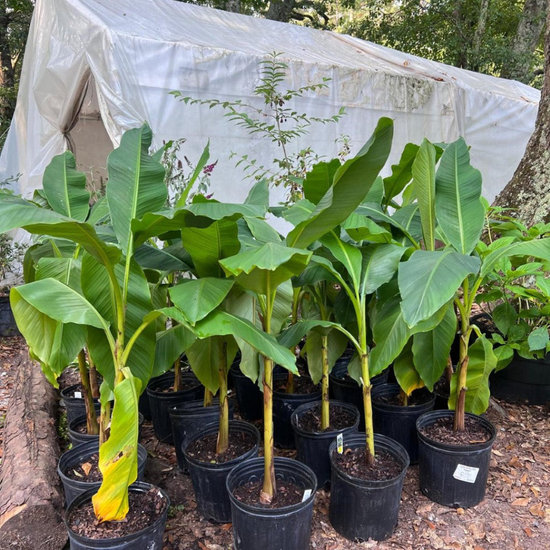 banana bonsai tree for sale Buy Banana Plant Online