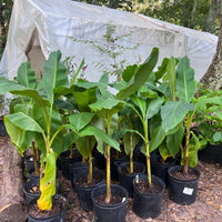 Japanese ornamental banana plant in full sun