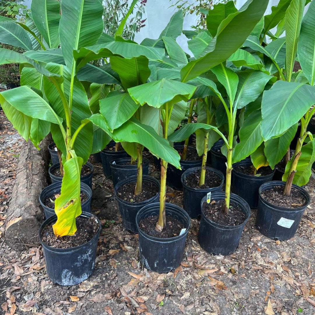 Lush green banana plant with tropical foliage