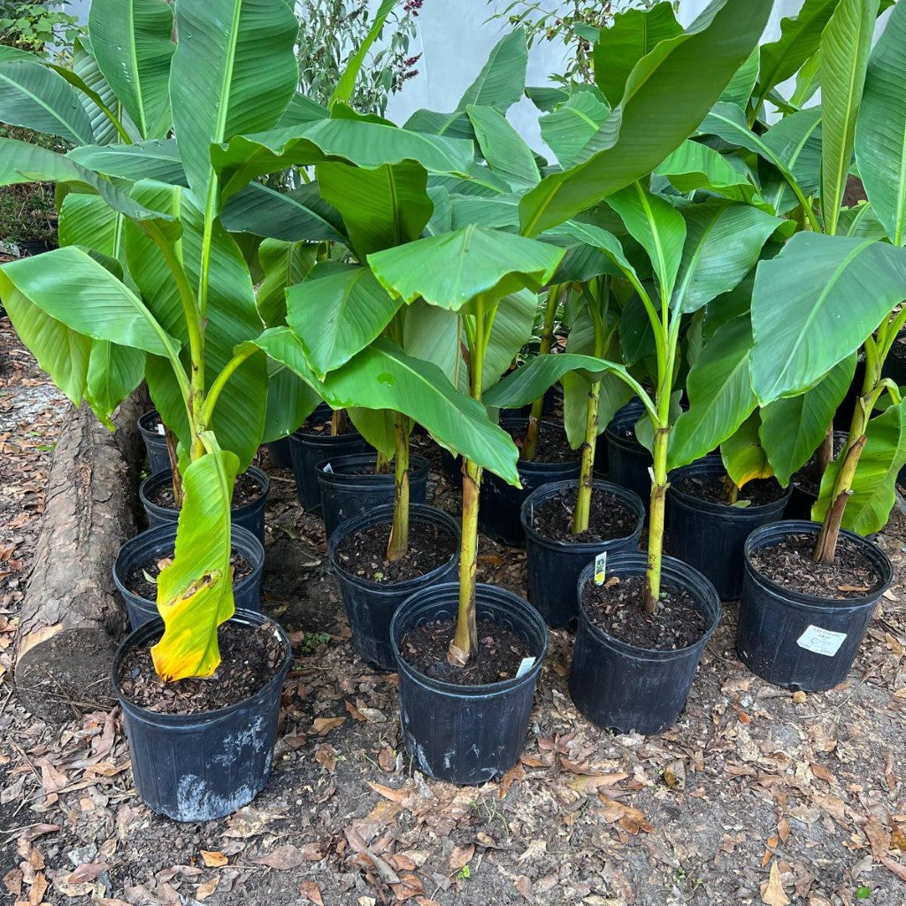 Japanese Ornamental Banana Plant