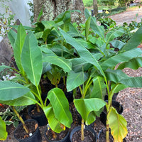 Tropical banana tree for patio or garden