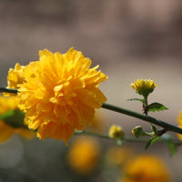 Japanese Kerria shrub with bright yellow spring flowers growing in a garden