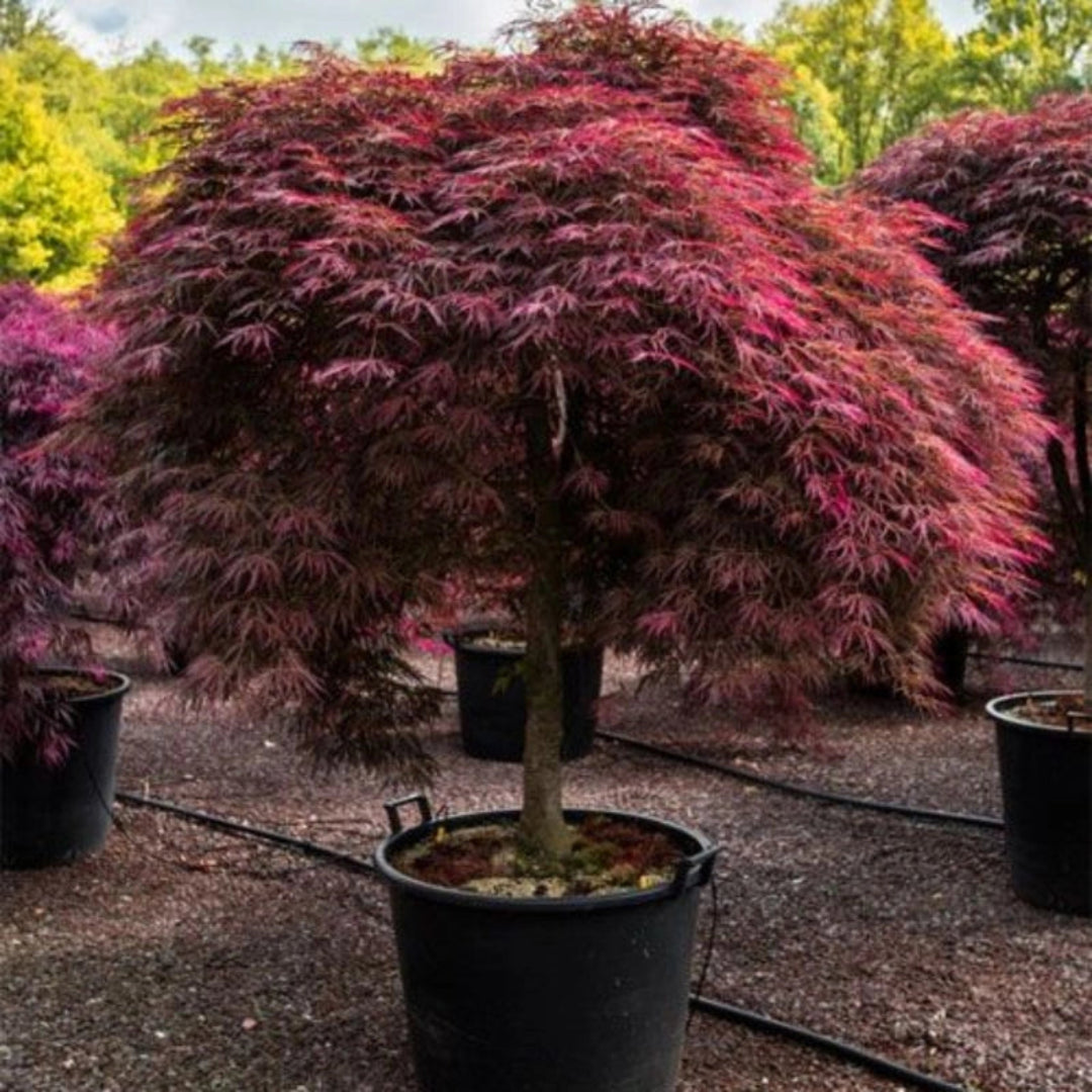 Acer Palmatum Inaba Shidare Mature Tree