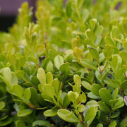 Japanese Boxwood