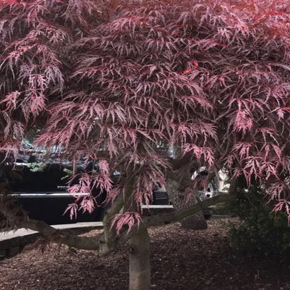 Crimson Princess Japanese Maple