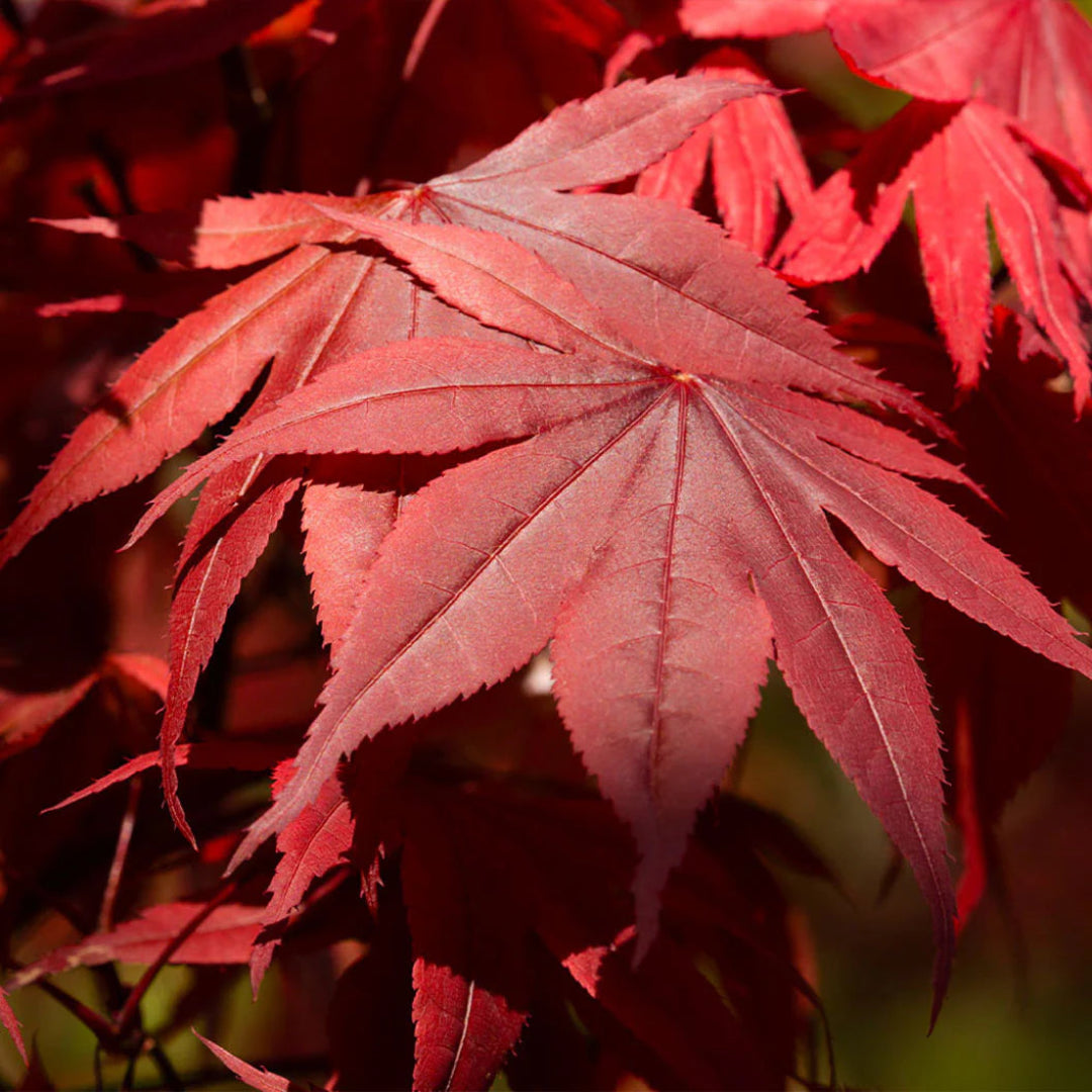 Red Japanese Maple