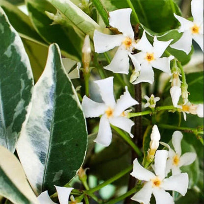 Variegated Star Jasmine