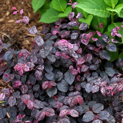 Gallon size chart for Jazz Hands Loropetalum