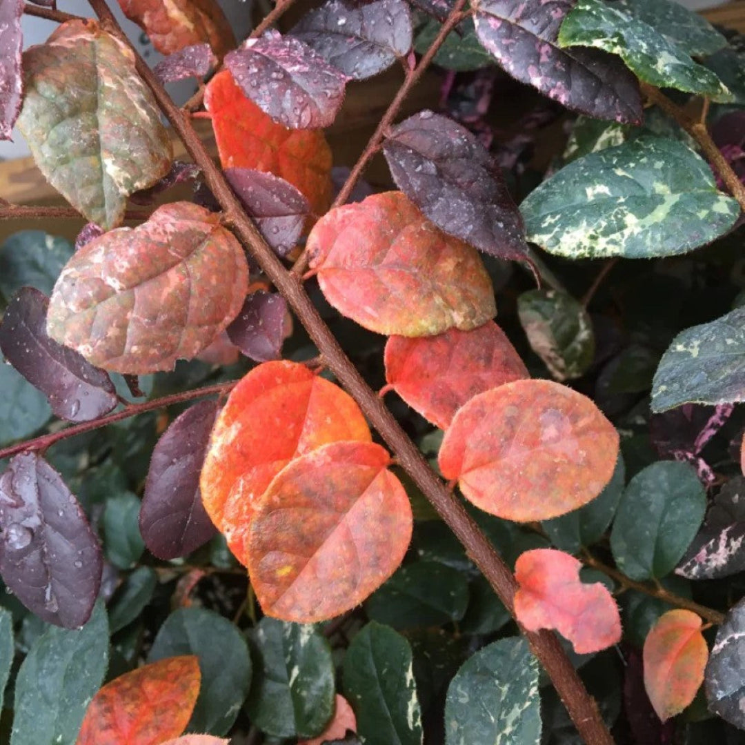 Jazz Hands Loropetalum with variegated leaves