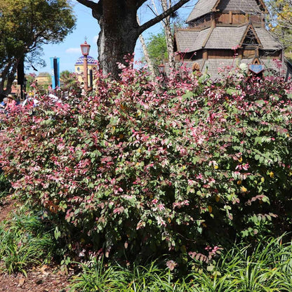 Variegated Jazz Hands Loropetalum shrub