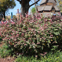 Variegated Jazz Hands Loropetalum shrub