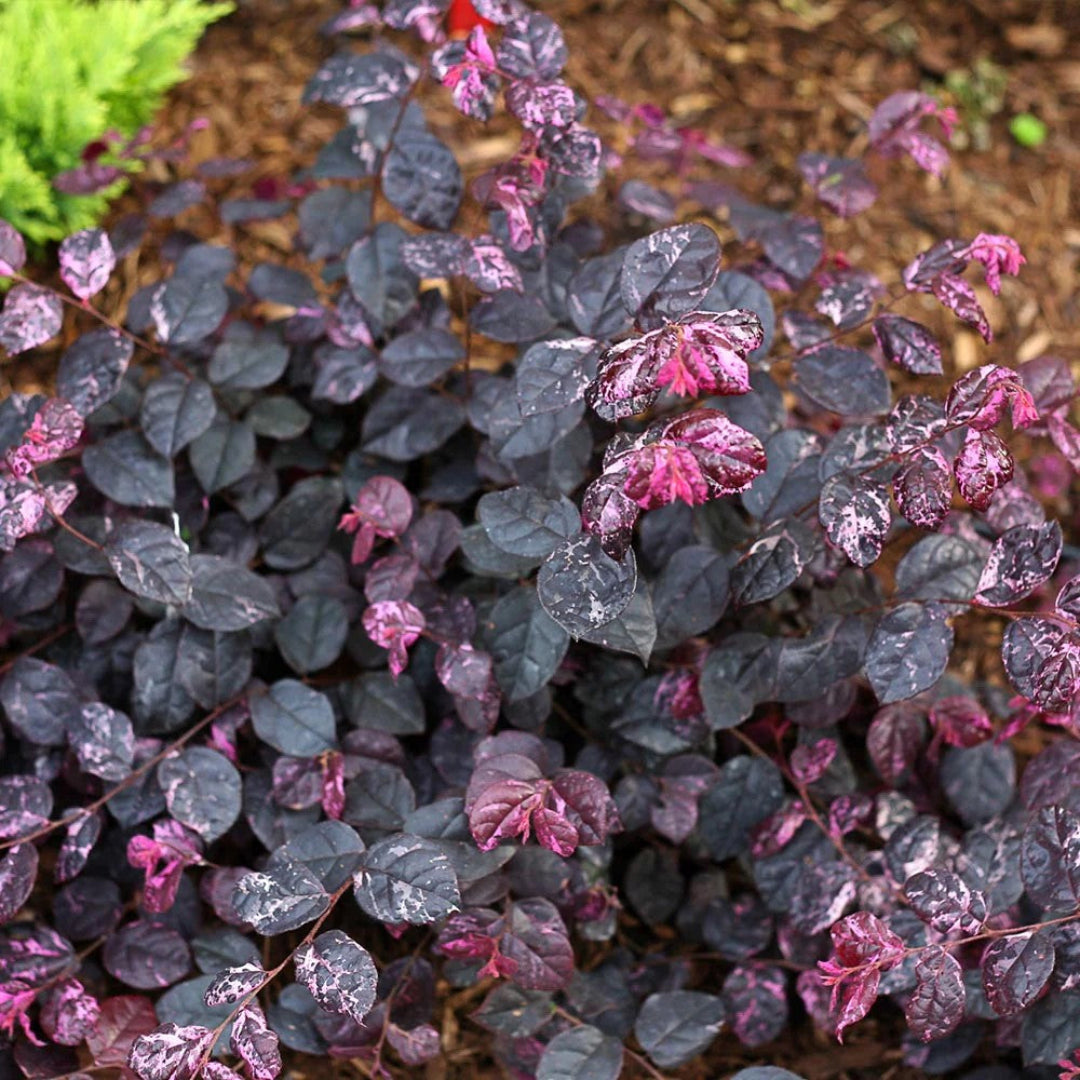 Healthy Jazz Hands Loropetalum plant