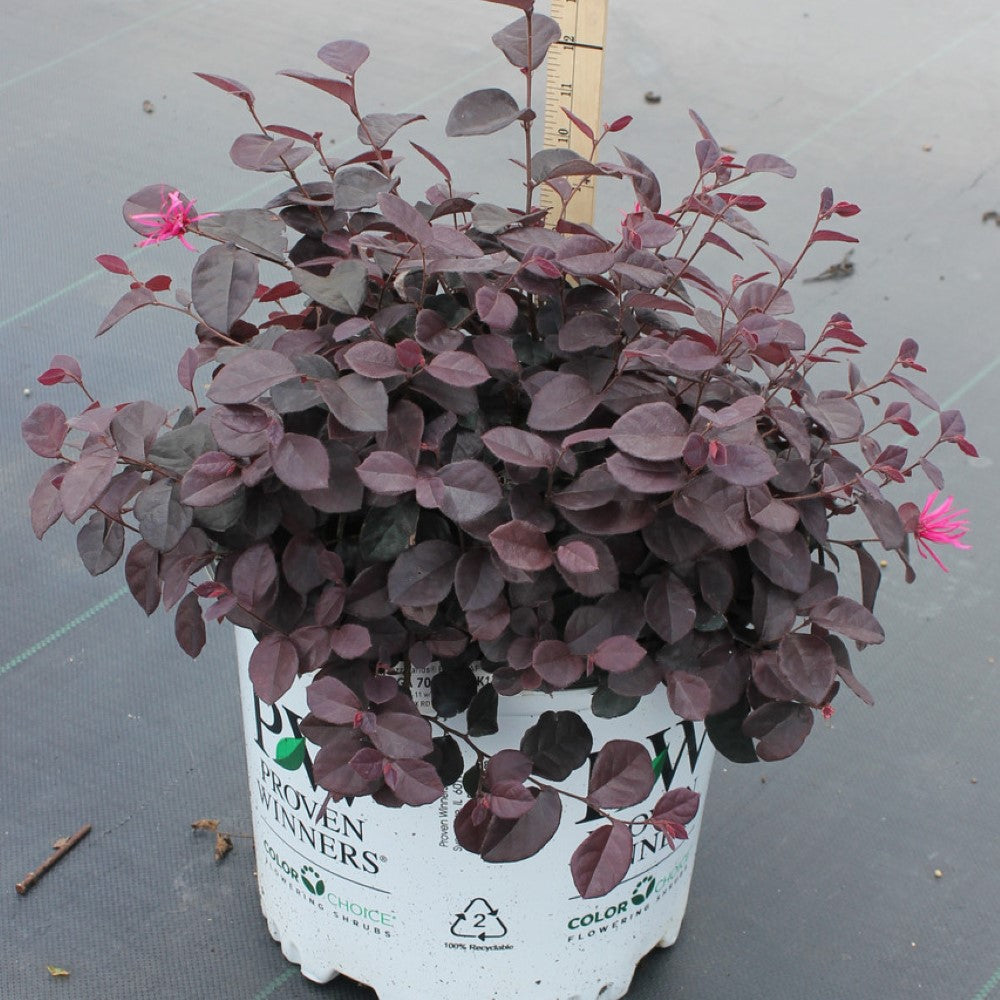 Jazz Hands Loropetalum