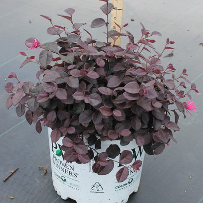 Jazz Hands Loropetalum