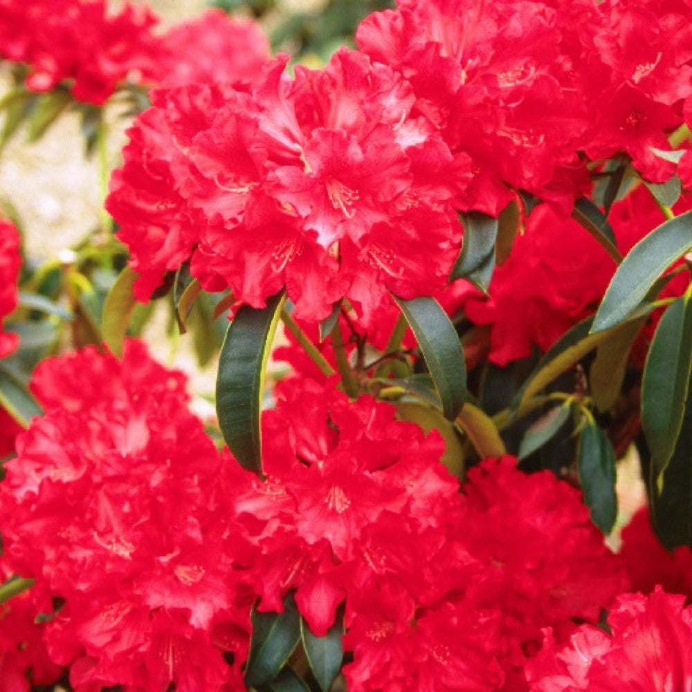 Jean Marie De Montague Rhododendron
