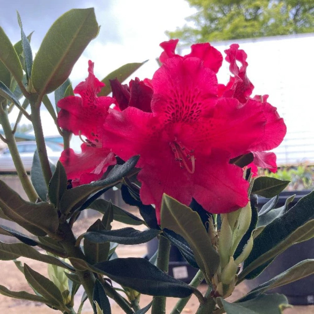 Jean Marie De Montague Rhododendron
