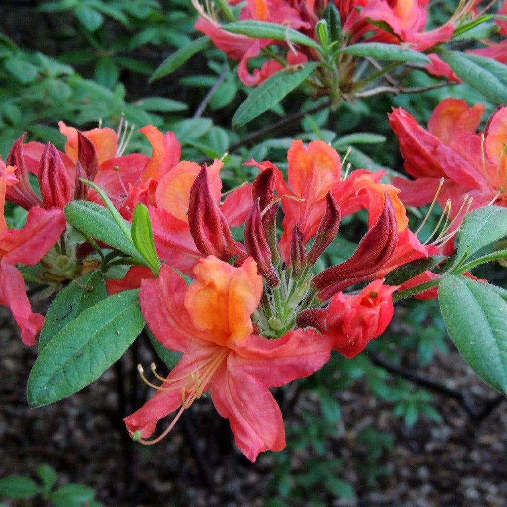 Jeb Stuart Native Azalea