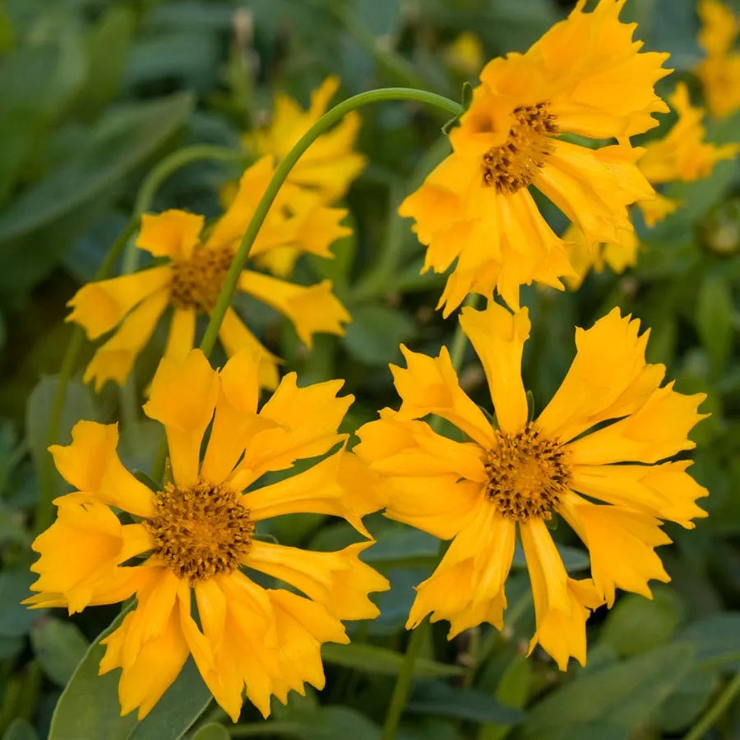 Coreopsis x &