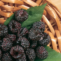 Jewel Black Raspberry plant with healthy green leaves and new growth
