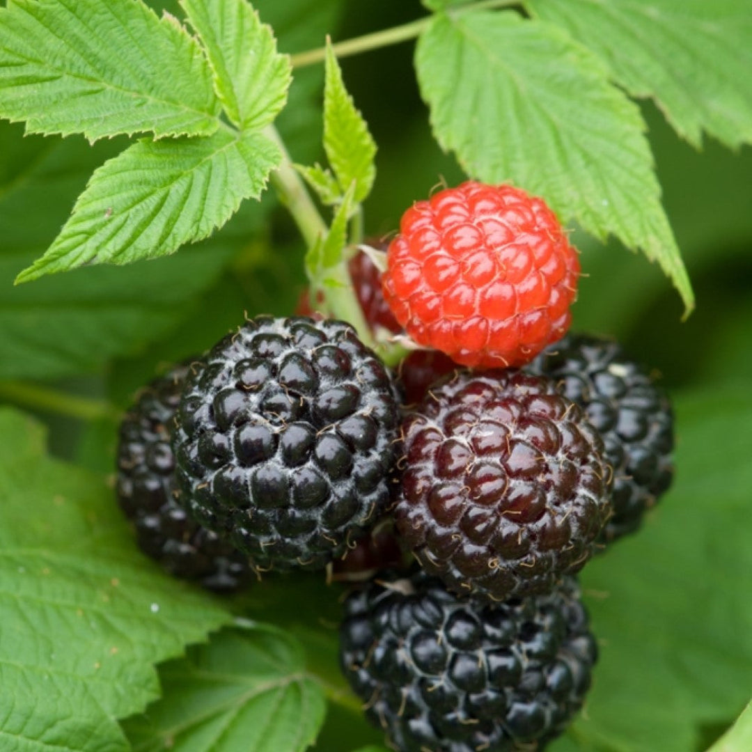 Jewel Black Raspberry