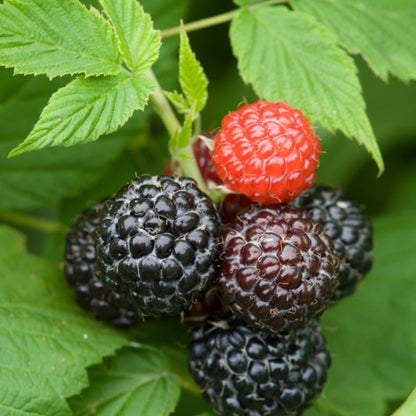 Jewel Black Raspberry