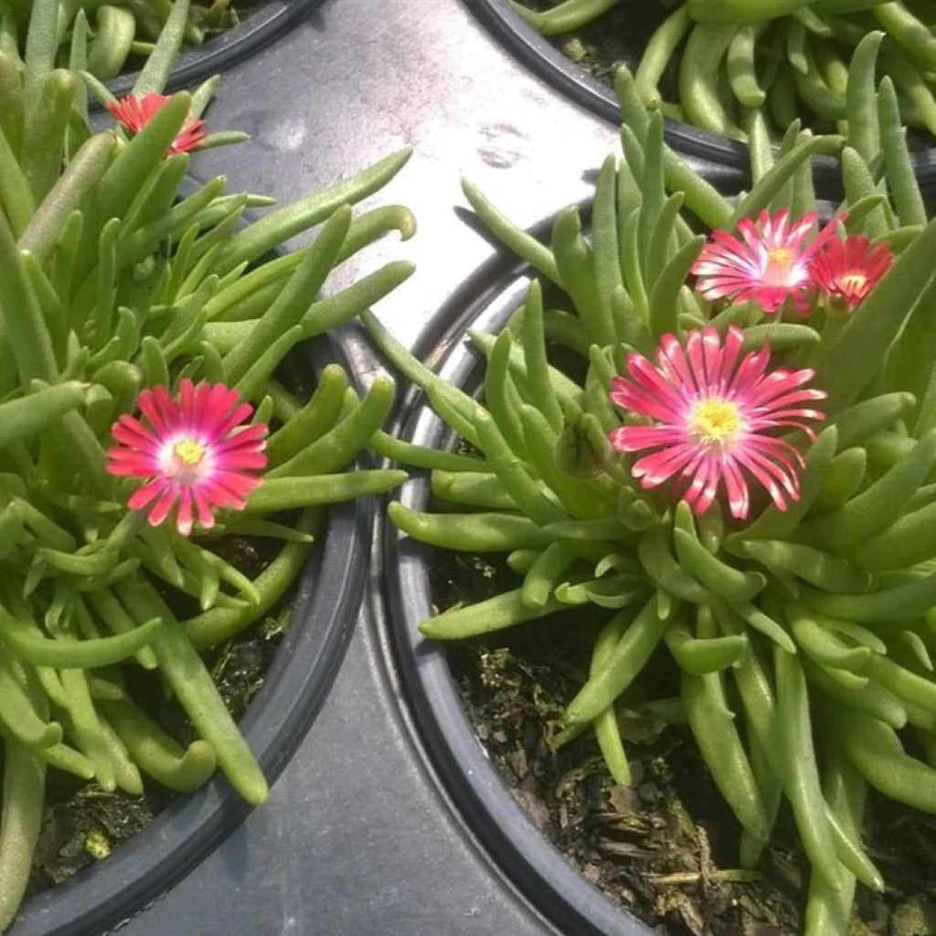 Delosperma &