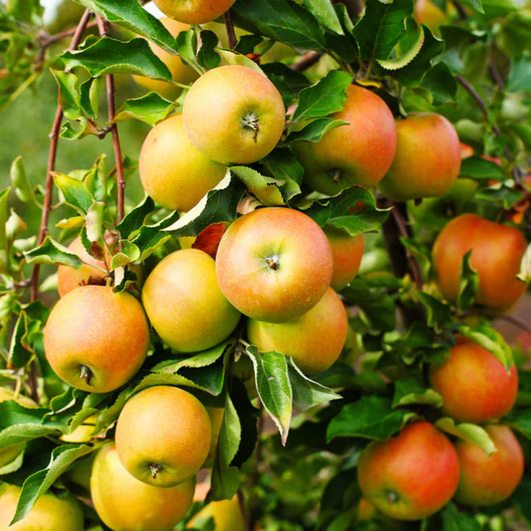 Jona Gold Apple
