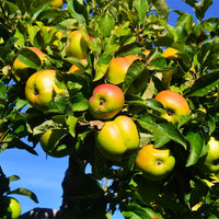 Jona Gold Apple