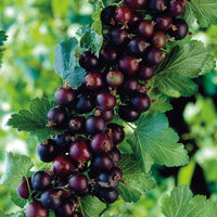 Jostaberry Plant