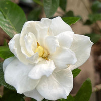 Jubilation gardenia shrub with glossy green leaves and white fragrant blooms