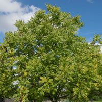 Beautiful Black Walnut with a Round